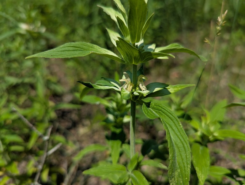Monarda punctata var. villicaulis photo 4