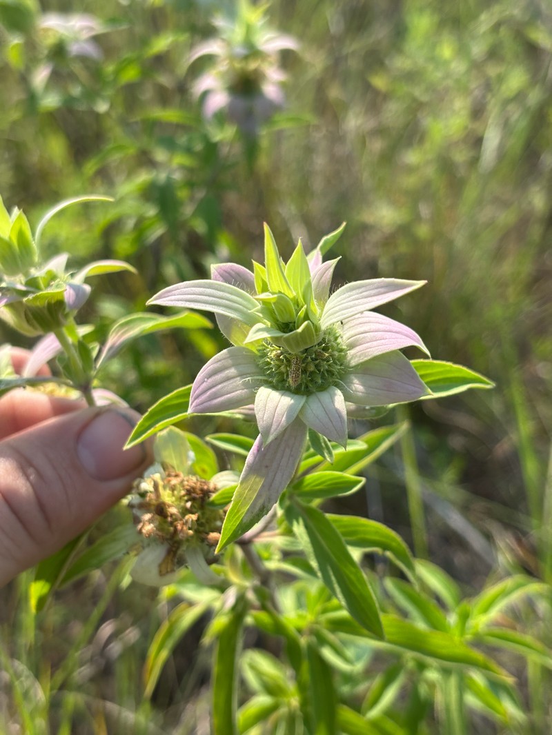 Monarda punctata var. villicaulis photo 5