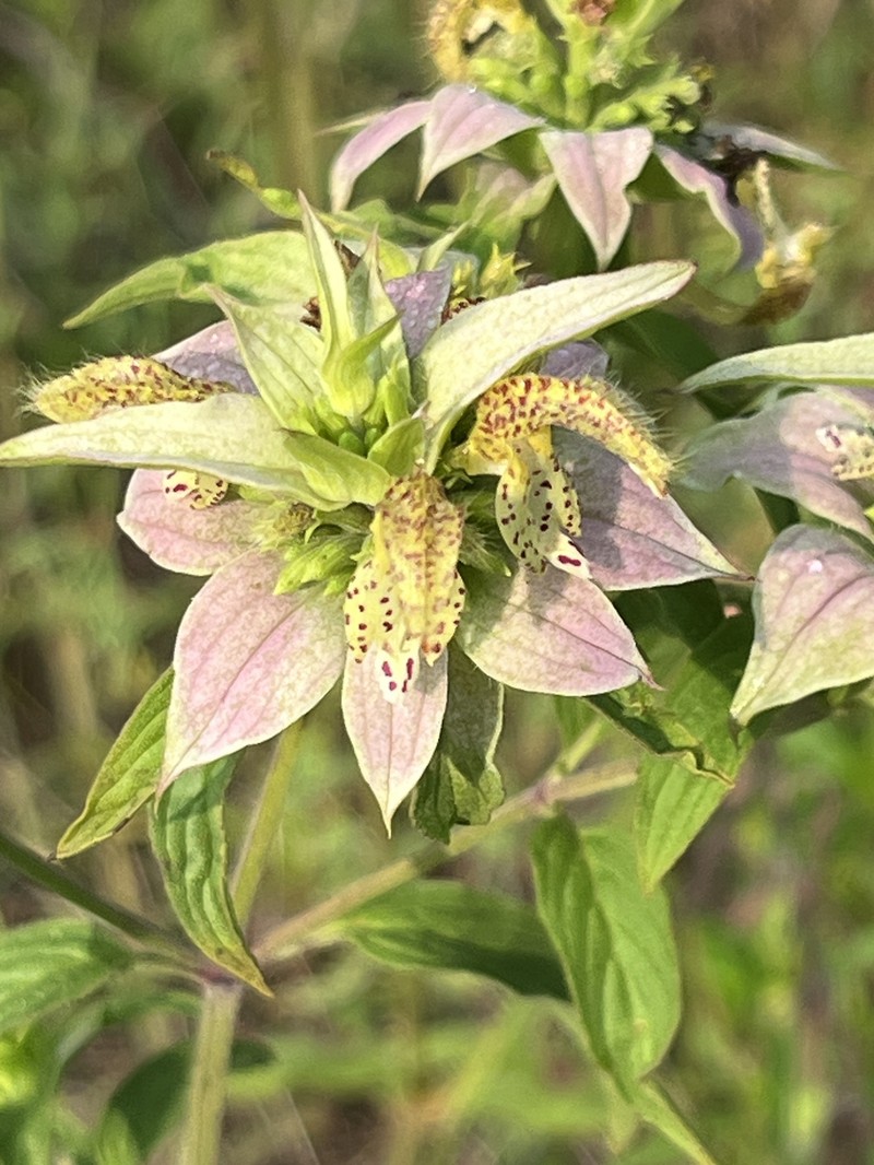 Monarda punctata var. villicaulis photo 6