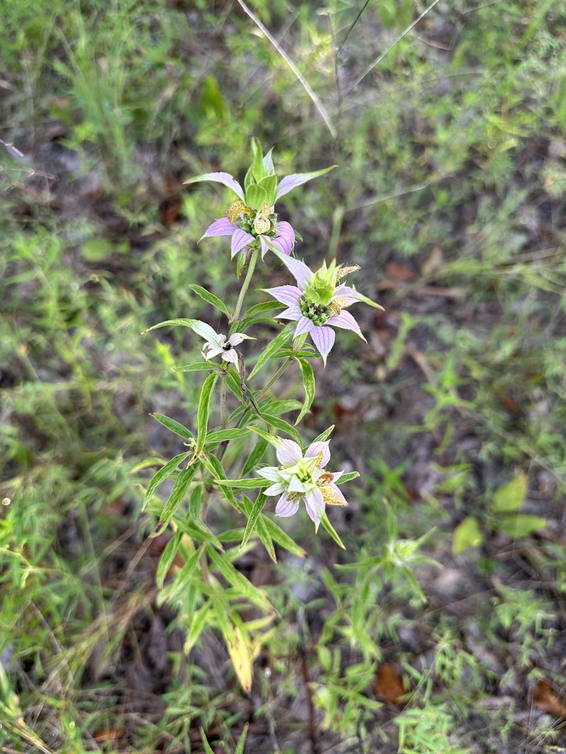Monarda punctata var. villicaulis photo 7