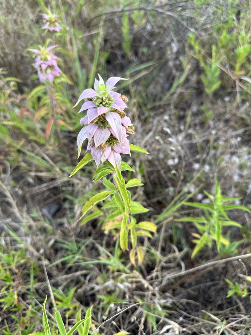 Monarda punctata var. villicaulis photo 8