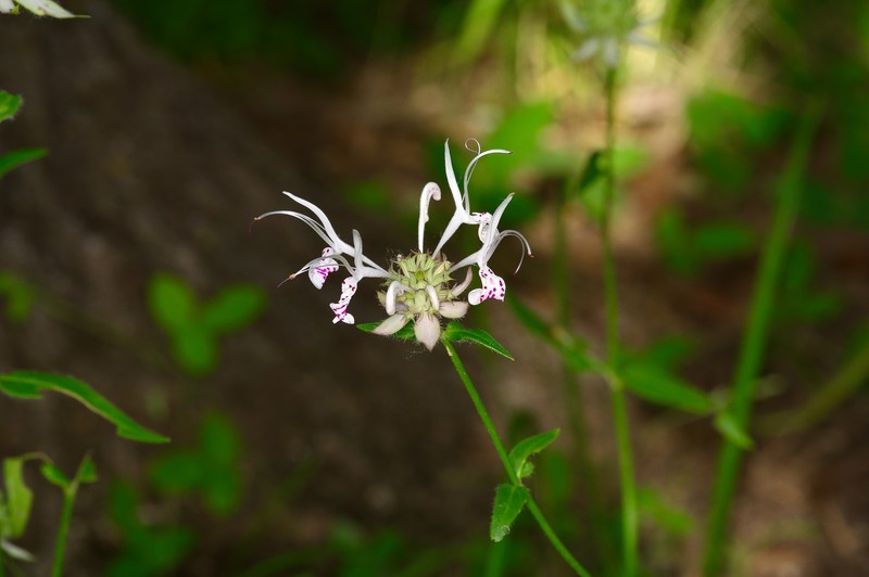 Redpurple Beebalm