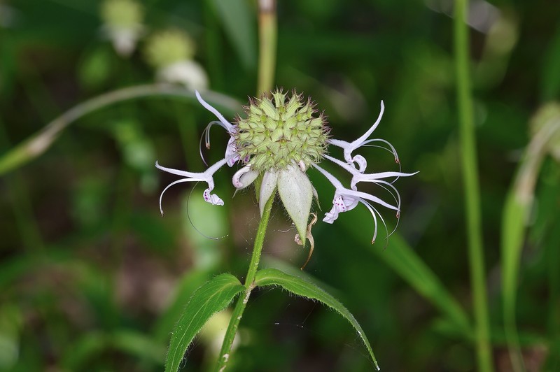 Redpurple Beebalm photo 4