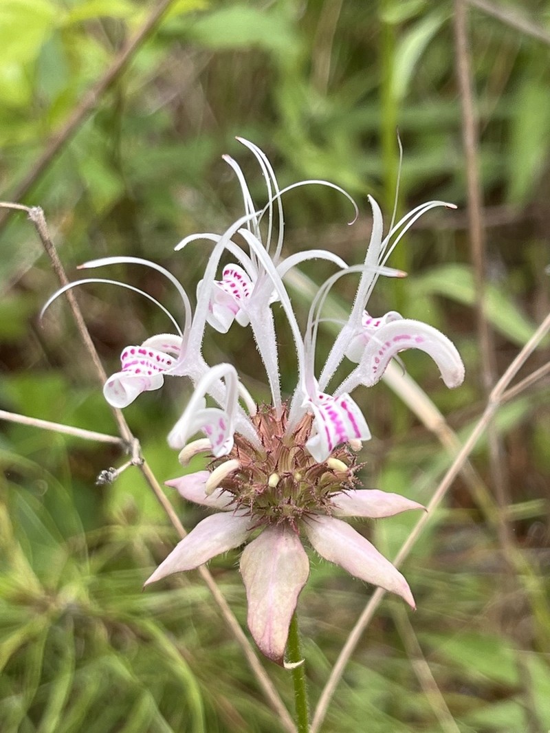 Redpurple Beebalm photo 2