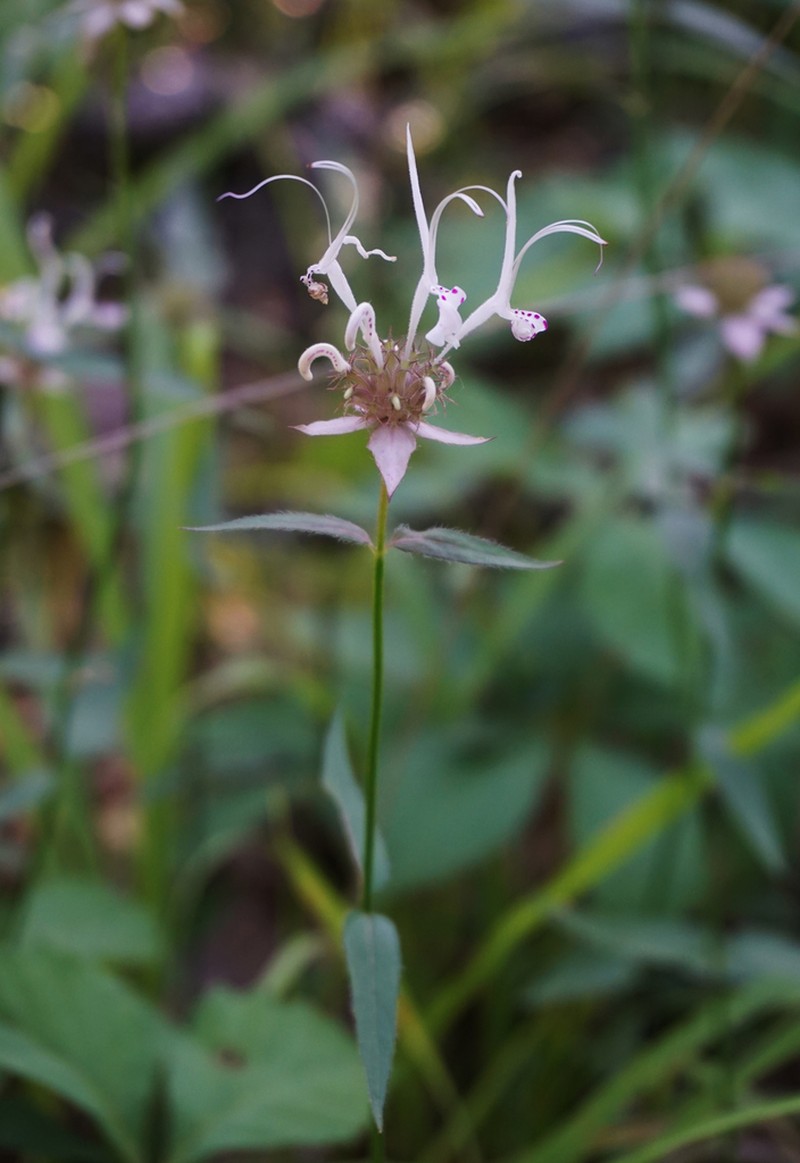 Redpurple Beebalm photo 3