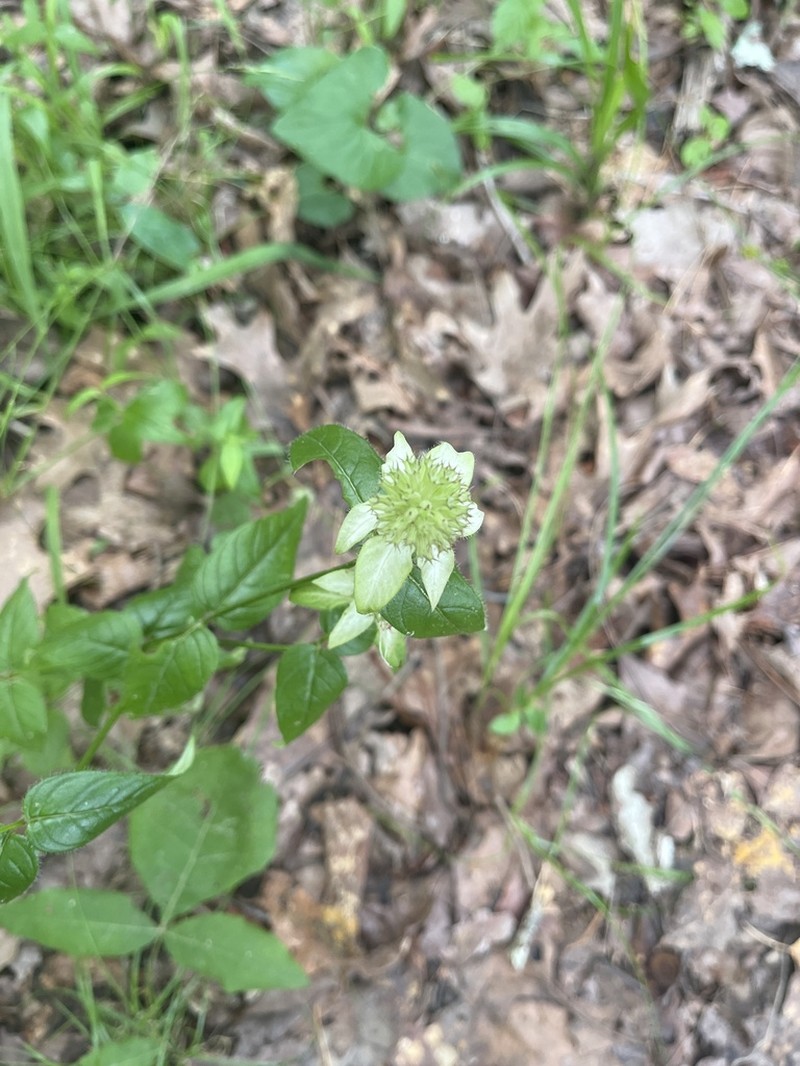 Redpurple Beebalm photo 4