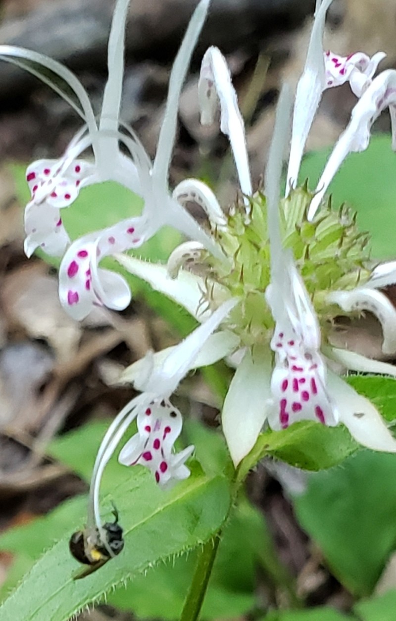 Redpurple Beebalm photo 5