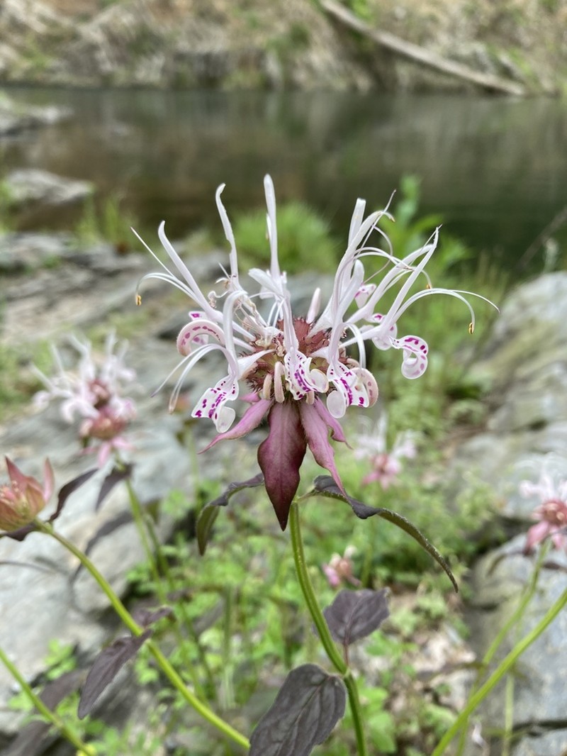 Redpurple Beebalm photo 6