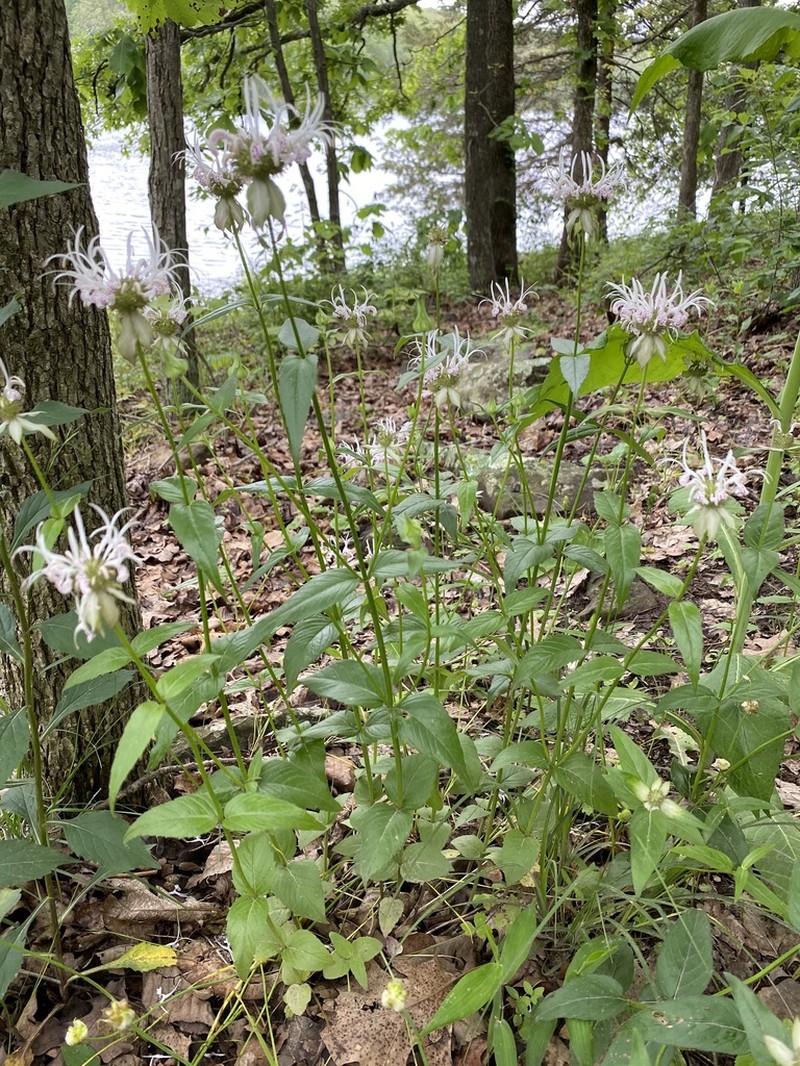 Redpurple Beebalm photo 7
