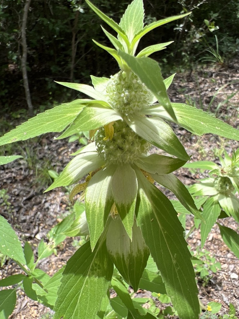 Stanfield's Beebalm
