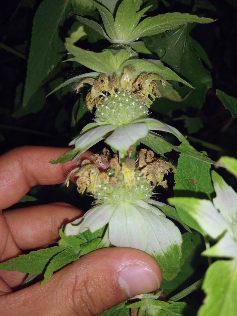 Stanfield's Beebalm photo 2