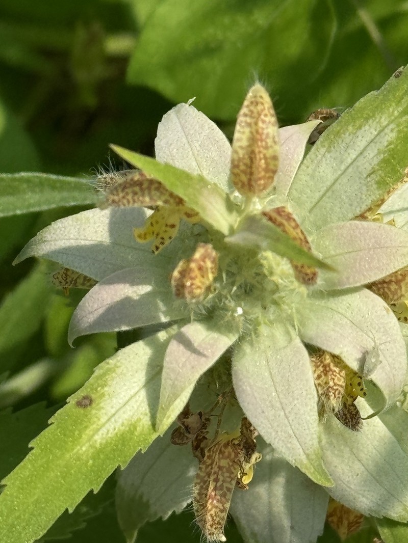 Stanfield's Beebalm photo 3