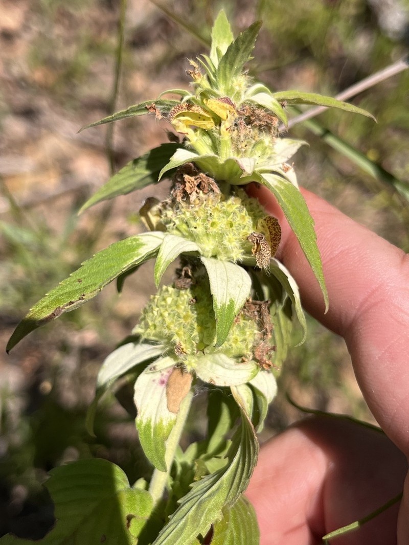 Stanfield's Beebalm photo 4