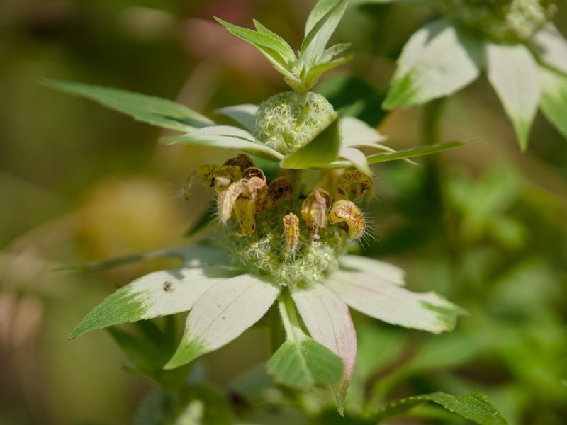 Stanfield's Beebalm photo 5