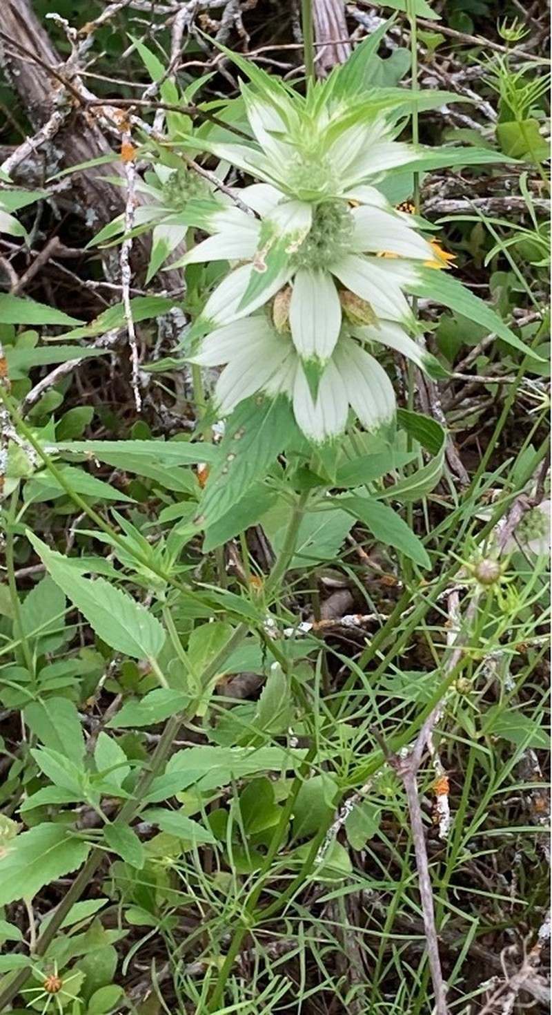 Stanfield's Beebalm photo 6