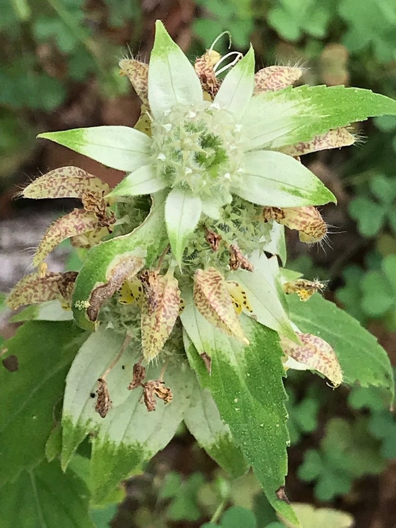 Stanfield's Beebalm photo 7