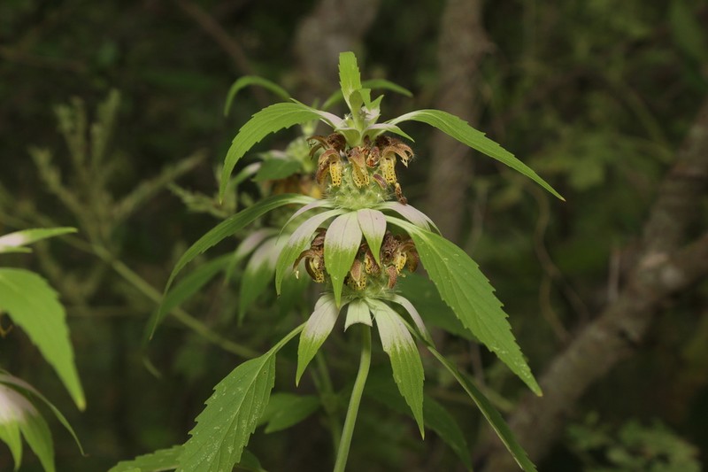 Stanfield's Beebalm photo 8