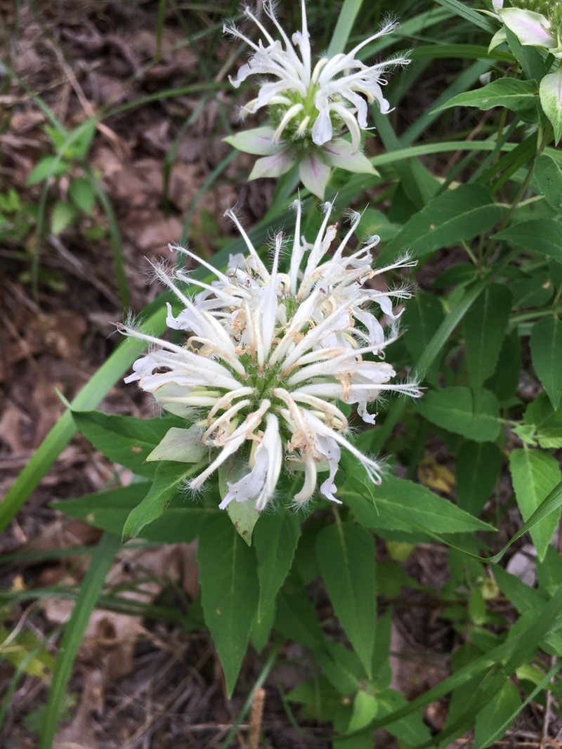 Beebalm