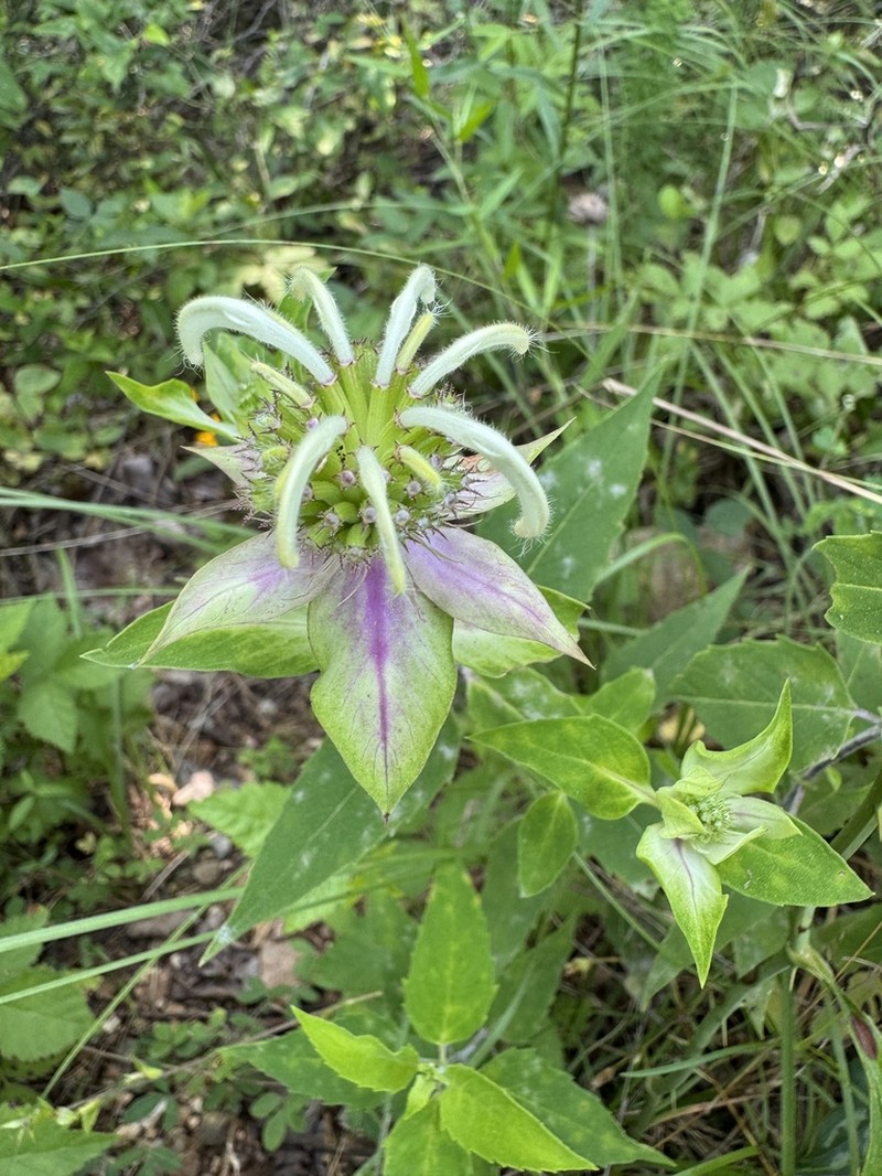 Beebalm photo 2