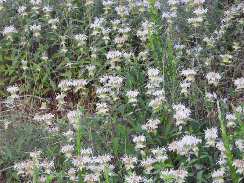 Beebalm photo 3