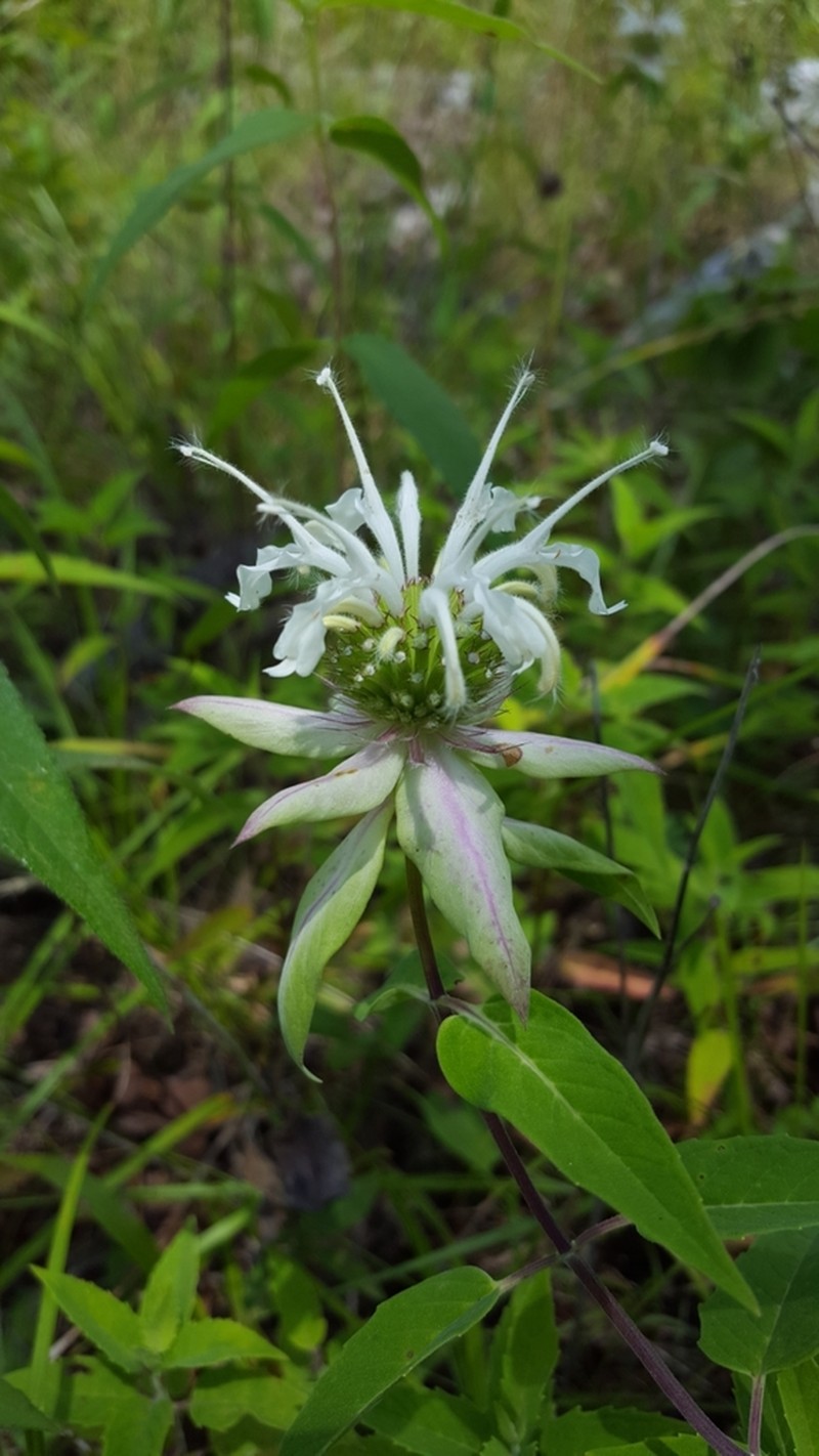 Beebalm photo 4