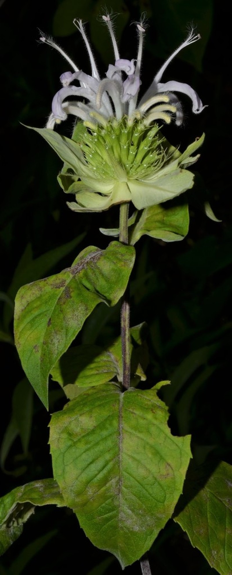 Beebalm photo 5