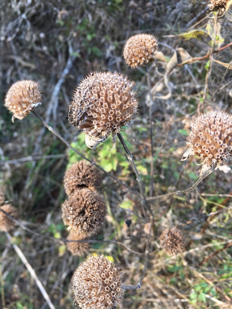 Beebalm photo 6