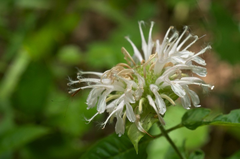 Beebalm photo 7