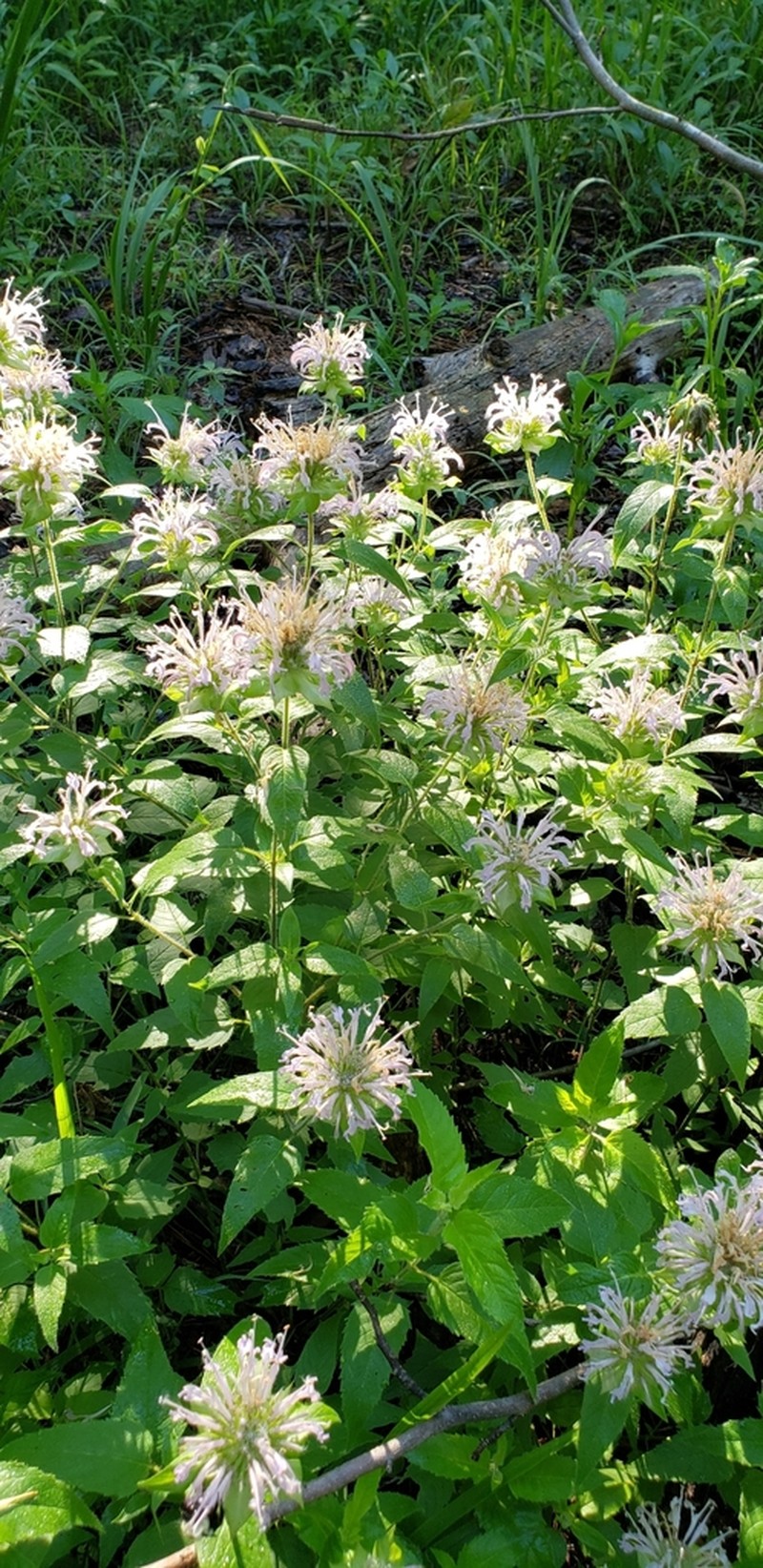 Beebalm photo 8