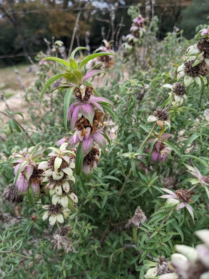 Green Beebalm