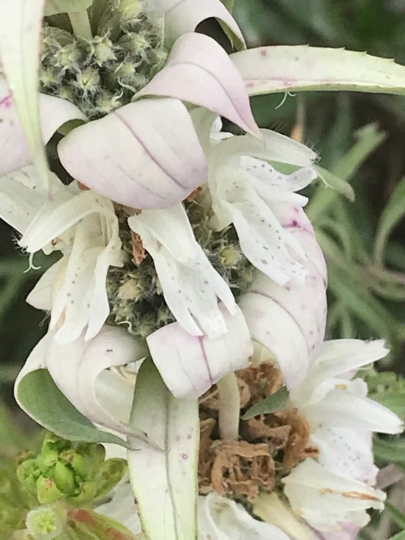 Green Beebalm photo 2