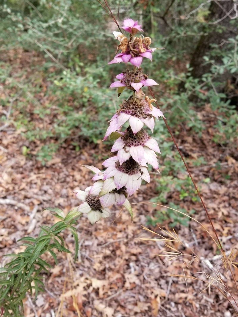 Green Beebalm photo 3