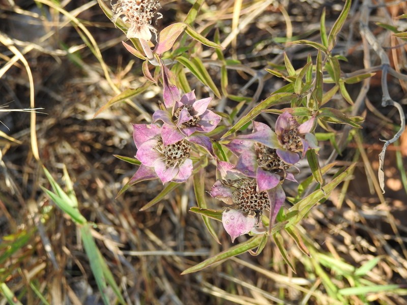 Green Beebalm photo 4