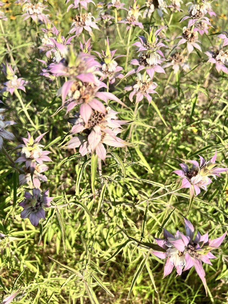 Green Beebalm photo 5