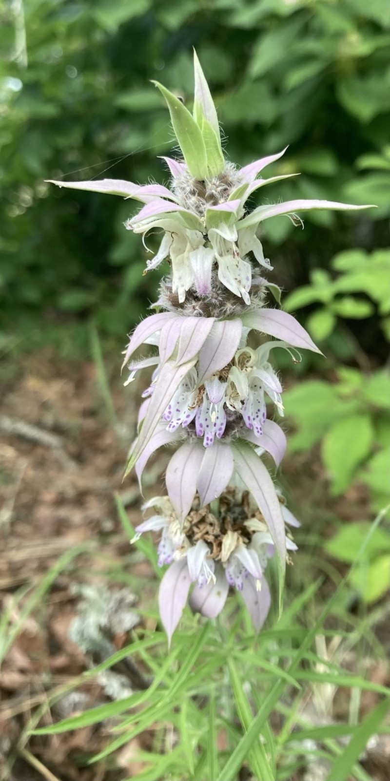 Green Beebalm photo 8