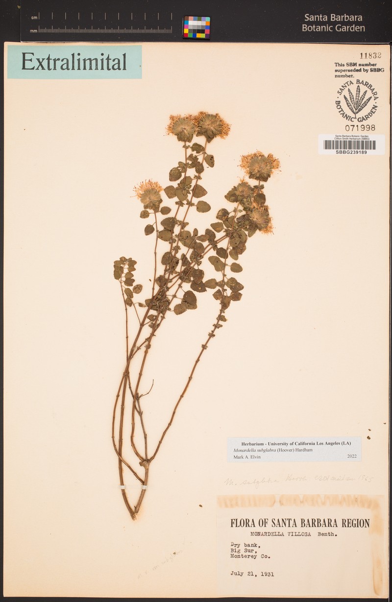 Monardella × subglabra