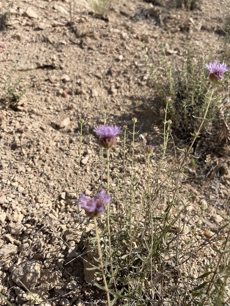 Monardella angustifolia