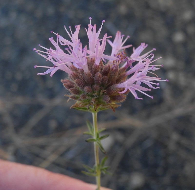 Monardella angustifolia photo 2