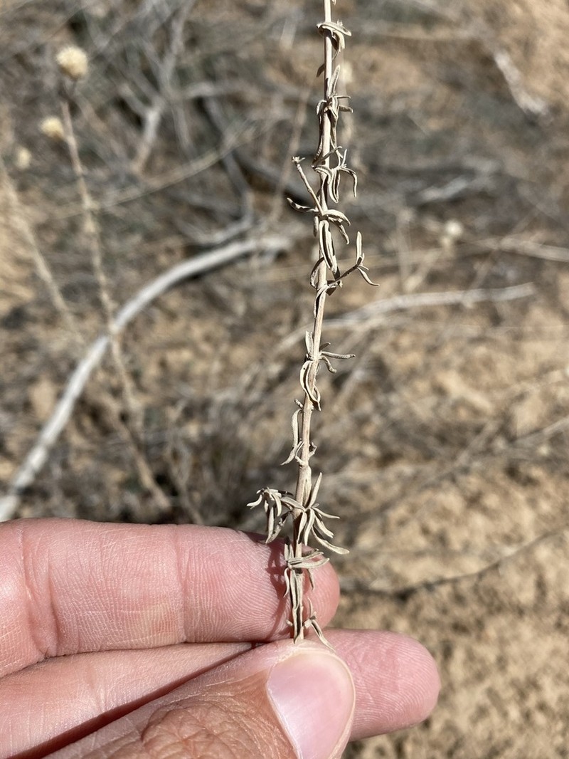 Monardella angustifolia photo 3