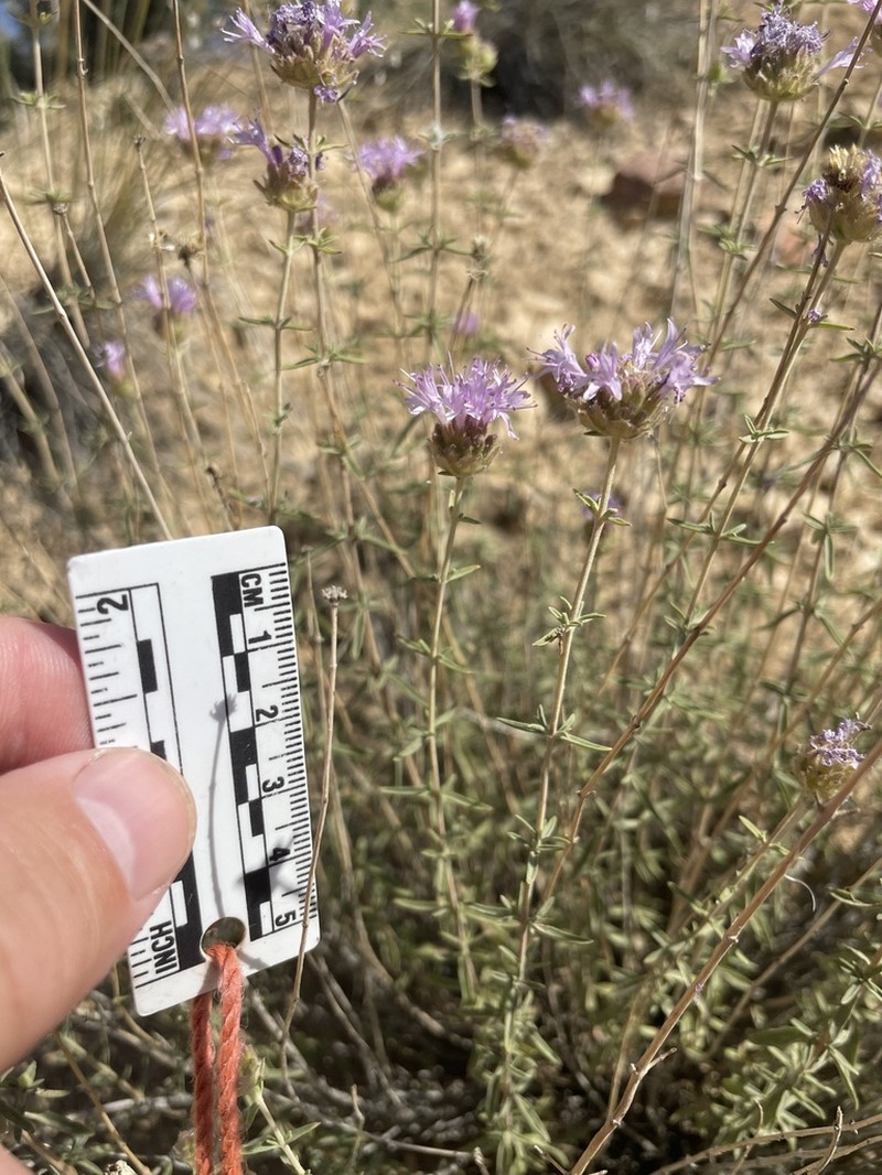 Monardella angustifolia photo 4