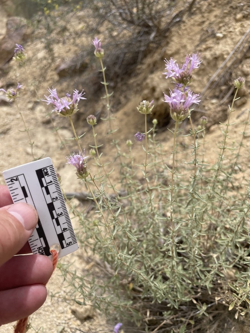 Monardella angustifolia photo 5