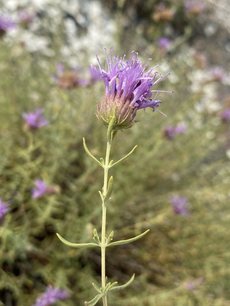 Monardella angustifolia photo 6