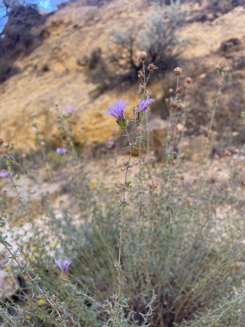 Monardella angustifolia photo 7