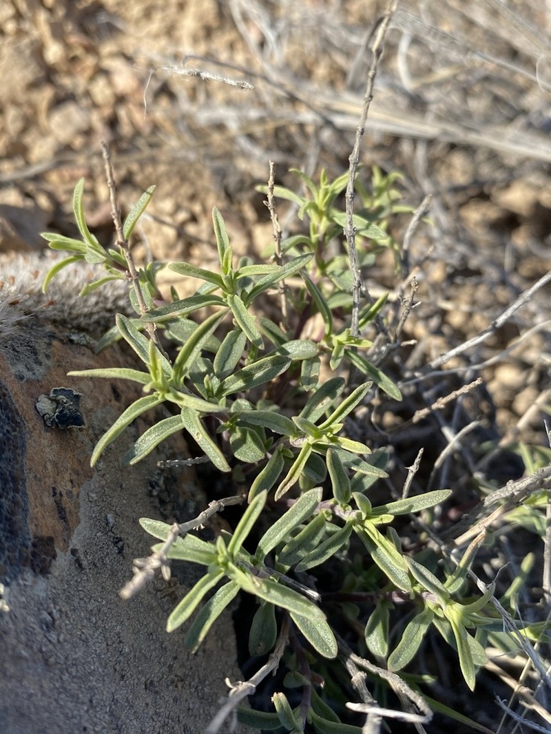 Monardella angustifolia photo 8