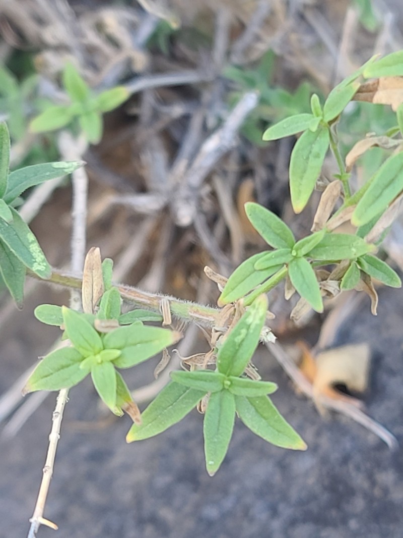Arizona Monardella photo 2
