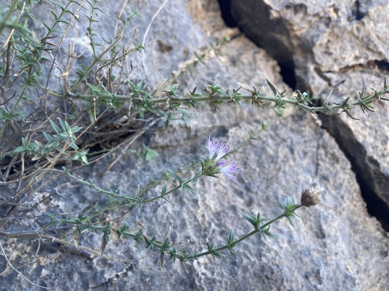 Arizona Monardella photo 3