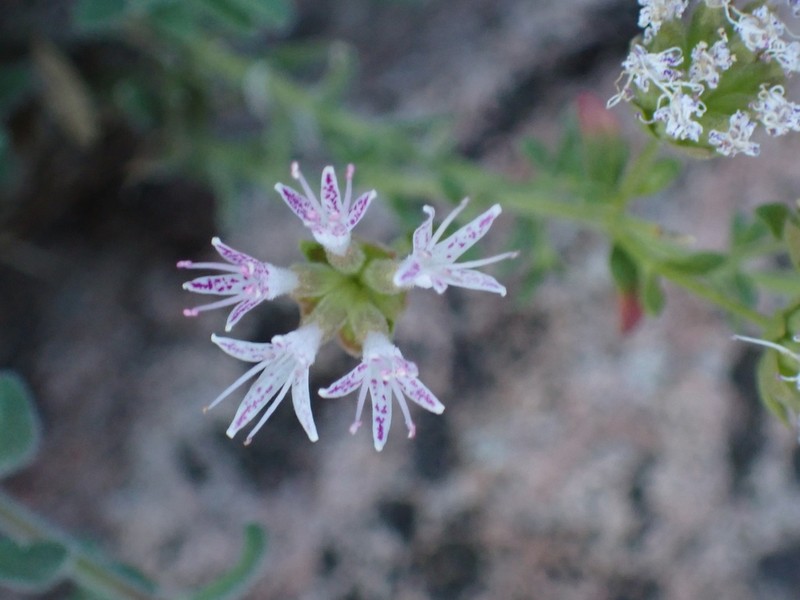 Arizona Monardella photo 4
