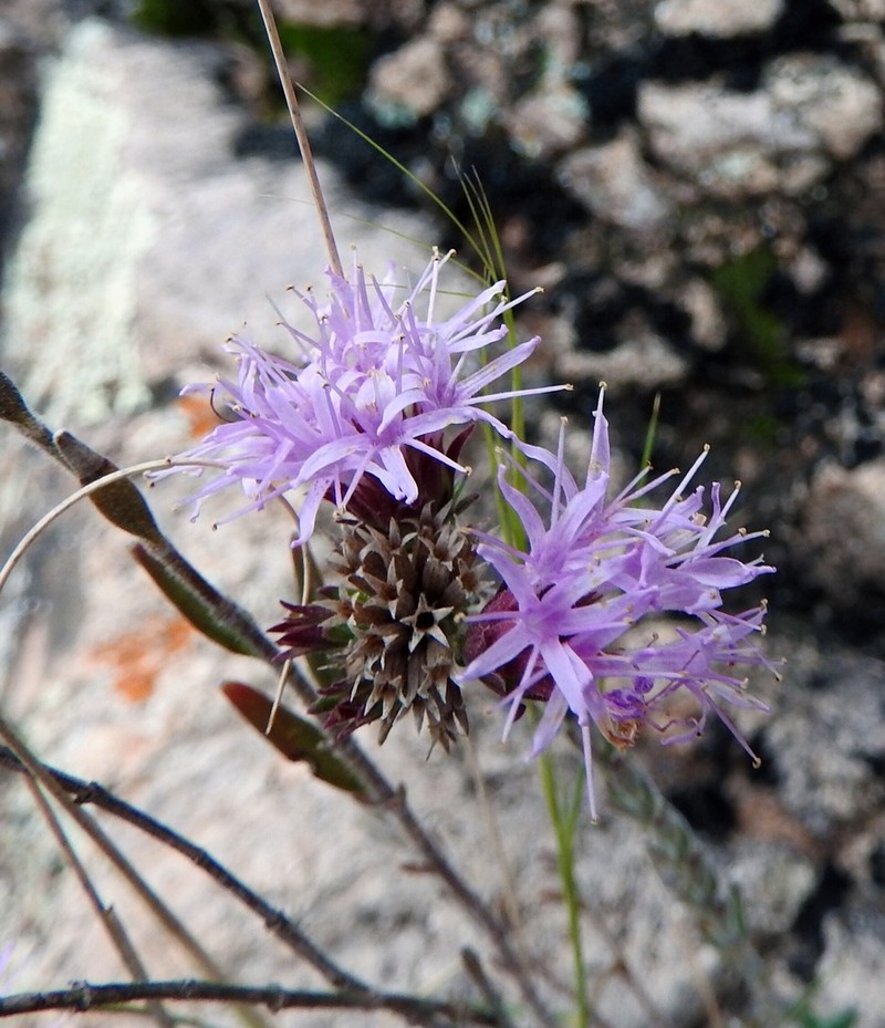 Arizona Monardella photo 6