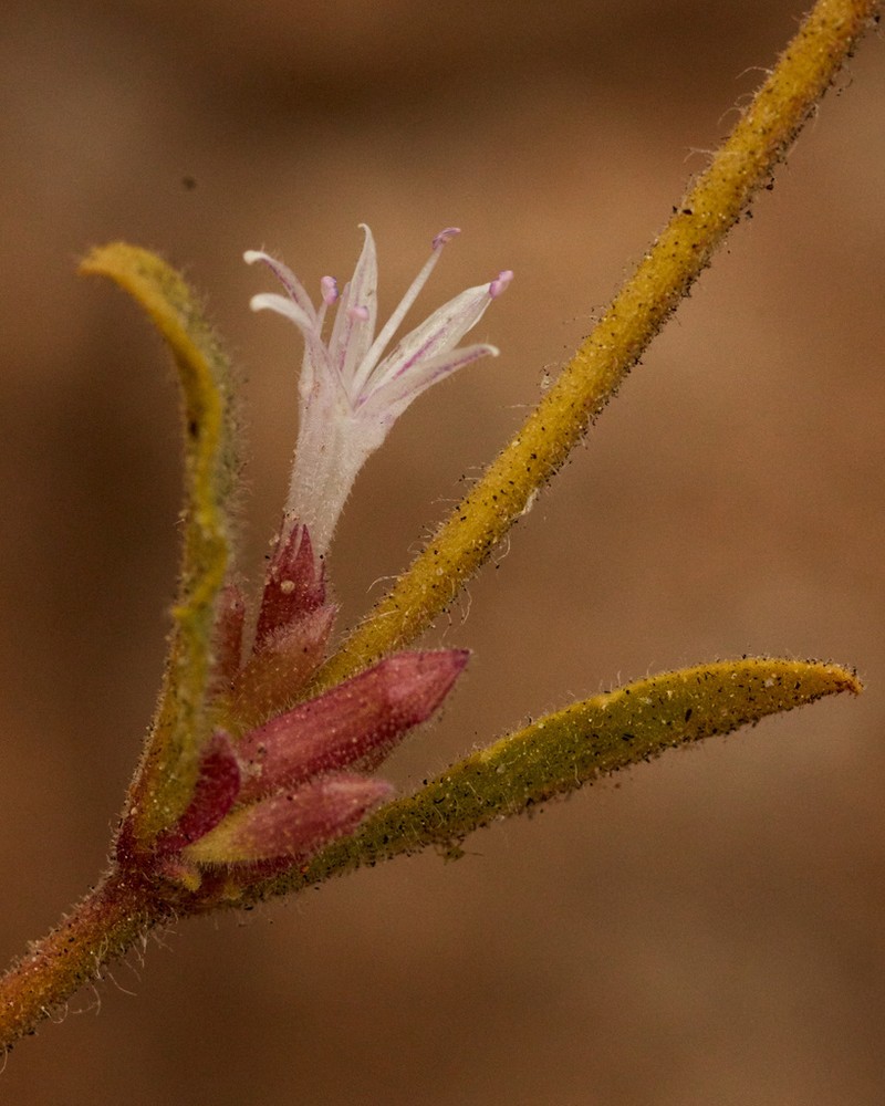 Southern Monardella photo 4