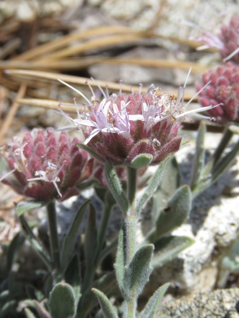 Southern Monardella photo 5